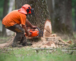 Tree Removal in Sherburne County