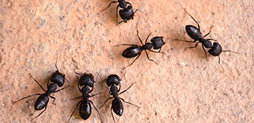 Ramsey County Ant Control
