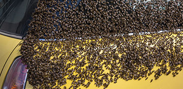 Virginia Beach City County Bee Removal
