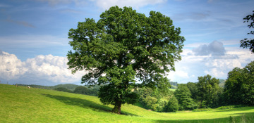 Fillmore County Oak Tree Removal