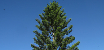 Langlade County Pine Tree Removal