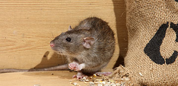 Anoka County Rodent Control