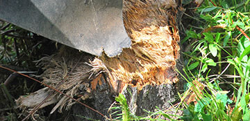 Ramsey County Stump Grinding
