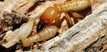 Termite Control Norfolk City County, VA