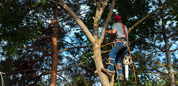 Tree Trimming Kandiyohi County, MN