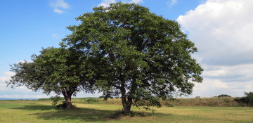 Sherburne County Walnut Tree Removal