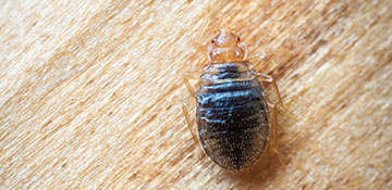 Shoshone County Bed Bug Treatment