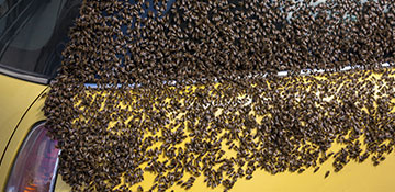 Shoshone County Bee Removal