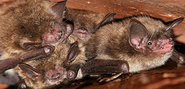 Shoshone County Bird & Bat Control