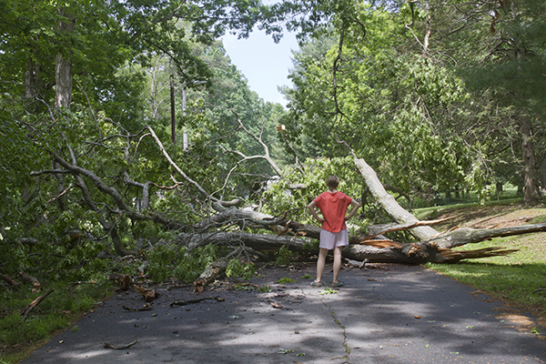 Tree blown down blocking the road