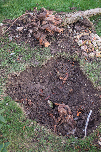 dug up tree stump and hole