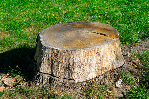 large old tree stump 