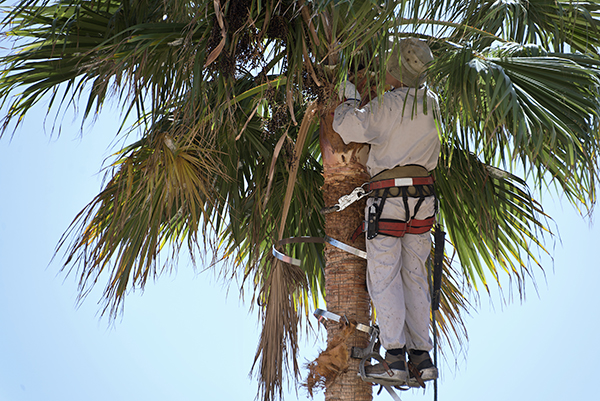 removing trees start with trimming