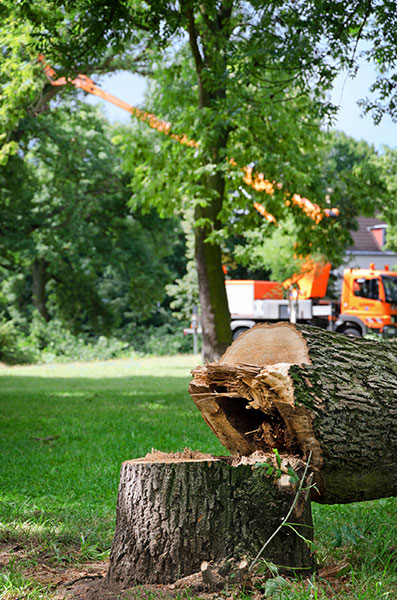 tree stump remains after tree chopped down