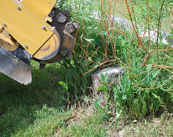 Tree stump machine grinding an old stump