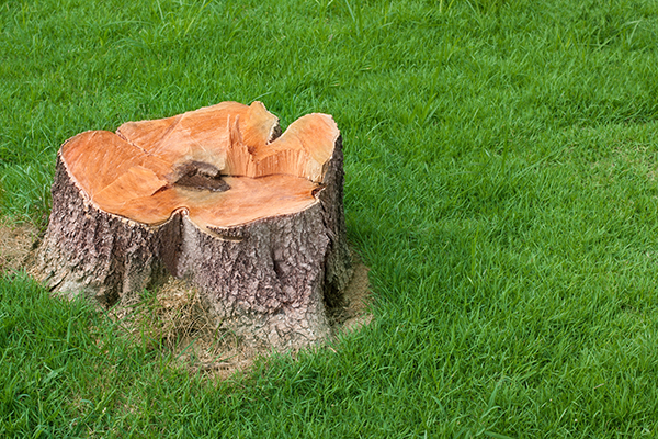 tree stump left after tree removed