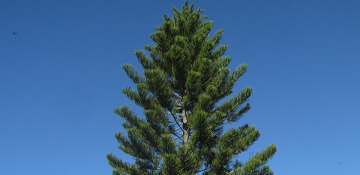 Pike County Pine Tree Removal