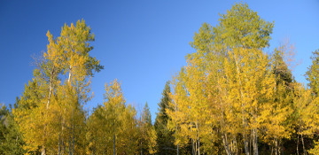 Quaking Aspen Tree Removal Pike County, MS