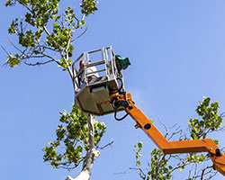 Tree Service in Twin Falls County