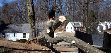 Tree Removal Twin Falls County, ID
