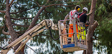 Tree Service Twin Falls County, ID