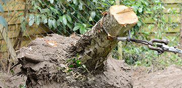 Twin Falls County Tree Stump Removal