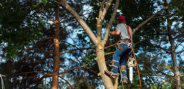 Tree Trimming Twin Falls County, ID