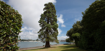Cedar Tree Removal San Diego County, CA