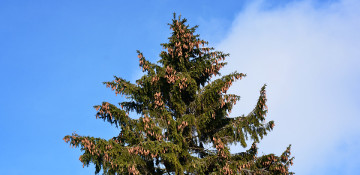 Spruce Tree Removal Orange County, CA